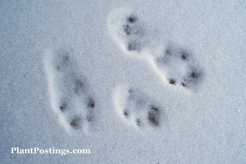 tracks4