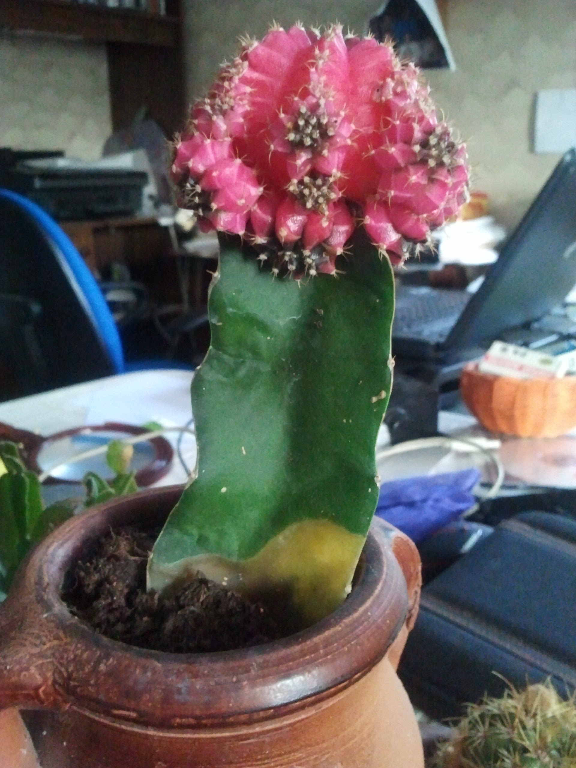 Entretien Cactus Mou