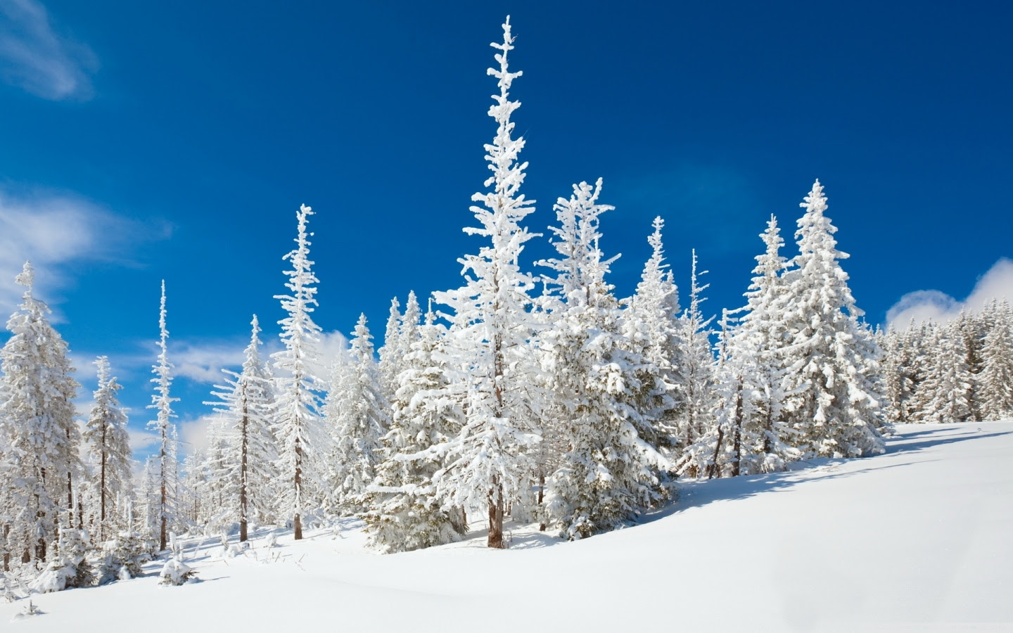 Snowy Forest Wallpaper