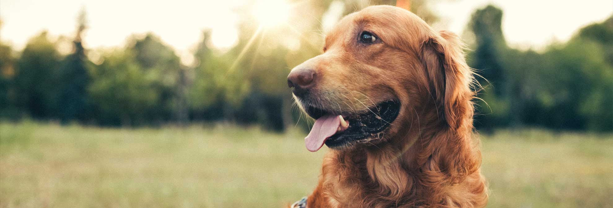 Is Pet Insurance Worth the Cost? - Consumer Reports
