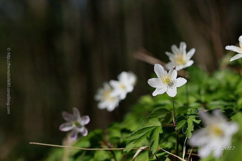 Anemone nemorosa