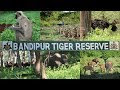 A walk in the natural Wildlife Bandipur National Park