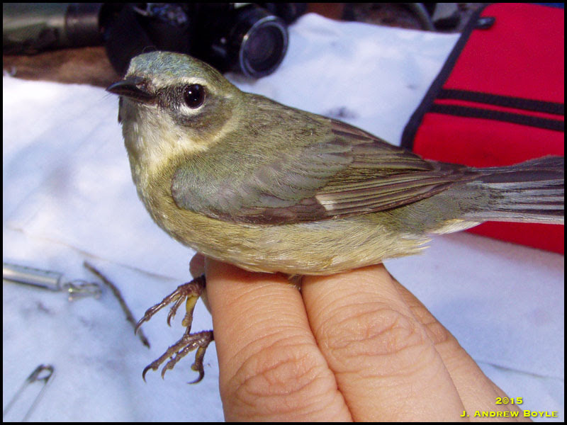 Black-throated Blue Warbler