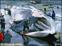 Fin whale being cut up. Image: AFP/Getty