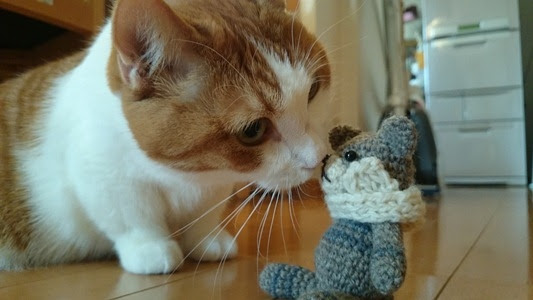 猫画像 好奇心いっぱい 気になるにゃんこたち 猫ギャラリー傑作選 フェリシモ猫部