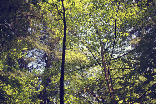Macleay park