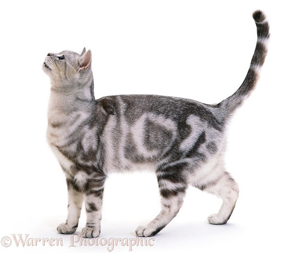 Skypaw: Apprentice