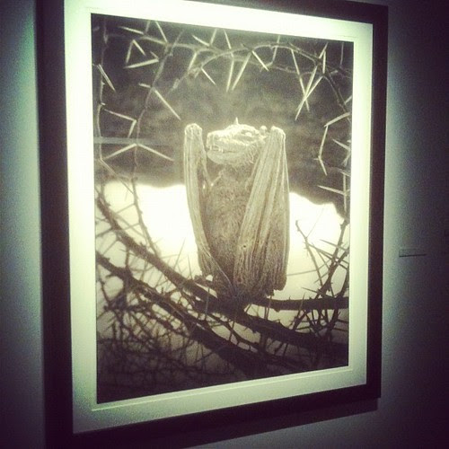 calcified bat. nick brandt at #fotografiska