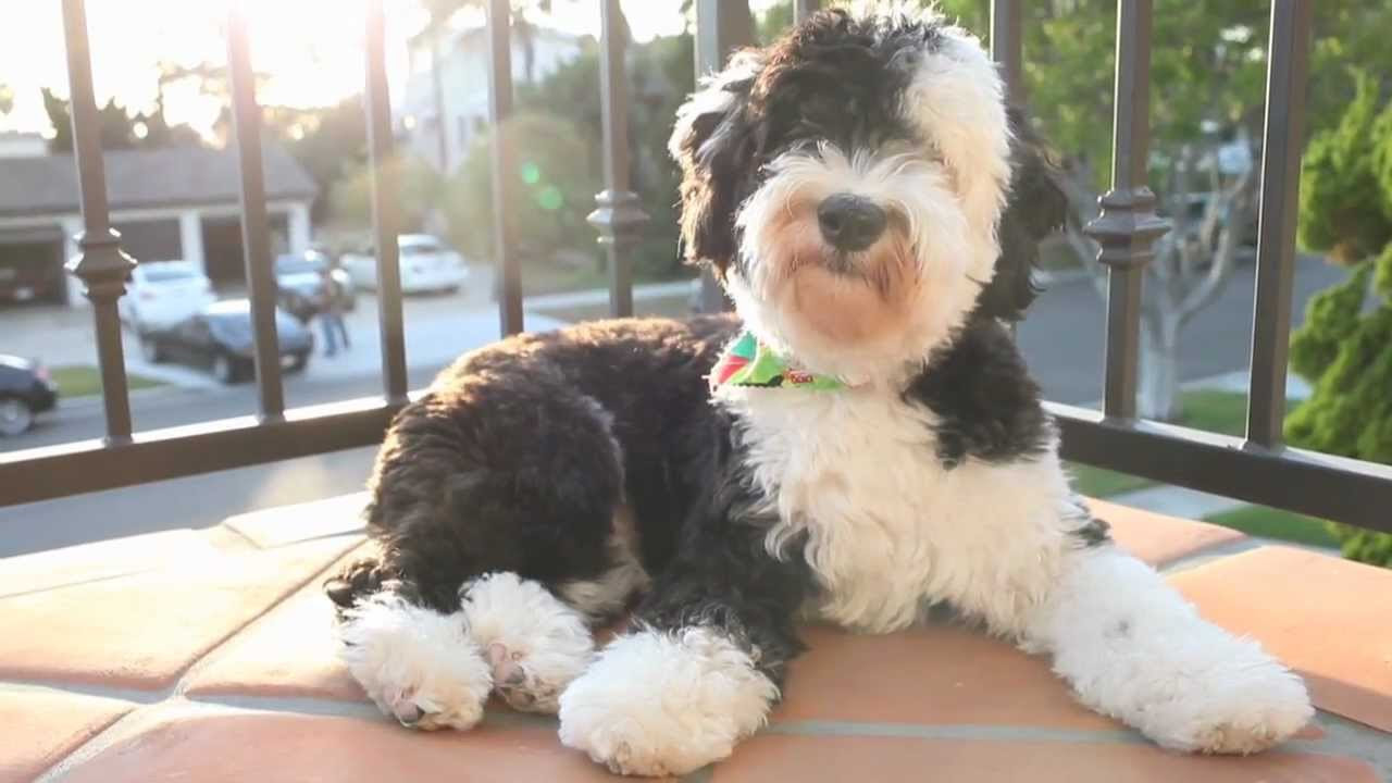Mini Sheepadoodle - Kean - YouTube