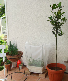 白い家のシンプルな暮らし スタンダード仕立てに挑戦中