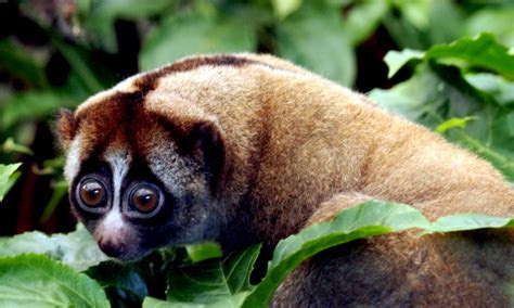 macam hewan insektivora lengkap  ciri ciri  penjelasannya