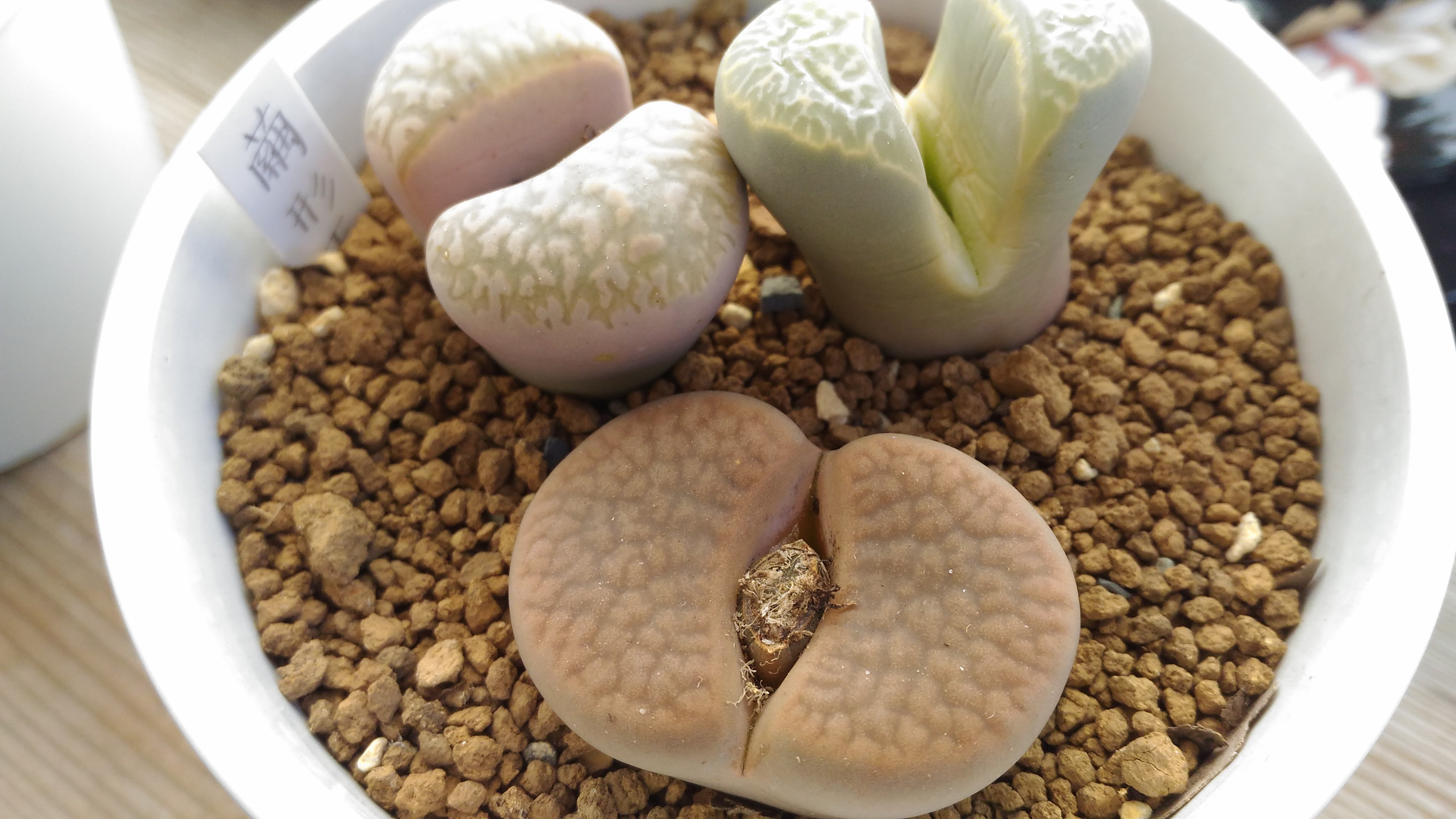 リトープス は無事 脱皮するのか