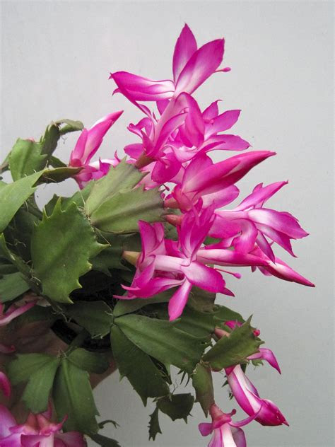 But green tea's health benefits aren't limited to humans: Gardening: Tips for taking care of a Christmas cactus