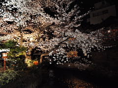 京の桜名所 京都の隠れた桜スポットも紹介