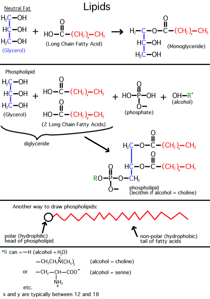 Sketch and label a phospholipid