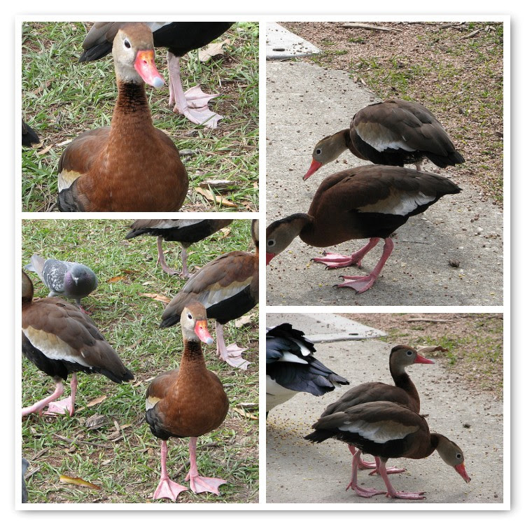 Whistling Duck Mosaic