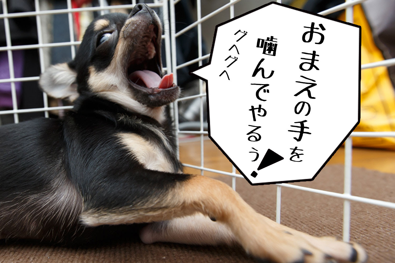 子犬の噛み癖を直す為に行った8個のしつけ方法 はじめてのチワワ
