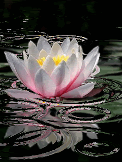 water lilly Pictures, Images and Photos