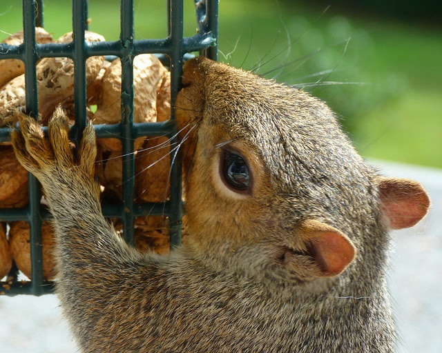 Squirrels in your Attic or Home? Learn How to Get Rid of Them!