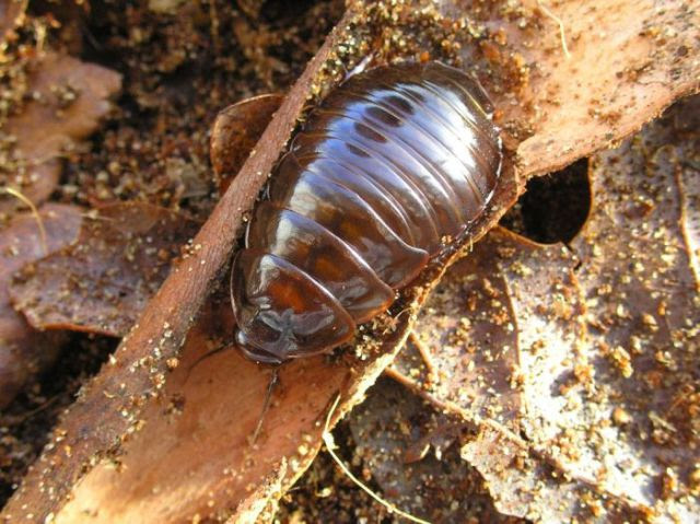 The World�s Largest Insects