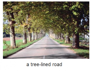 a tree-lined road a tree-lined road