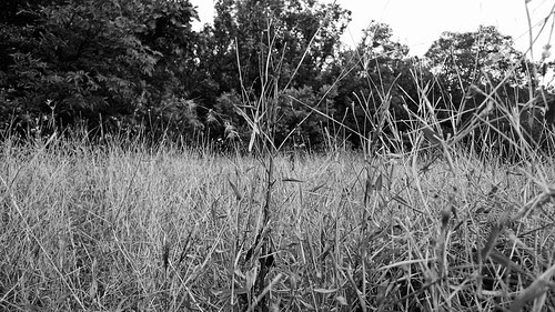 Yellowed grass