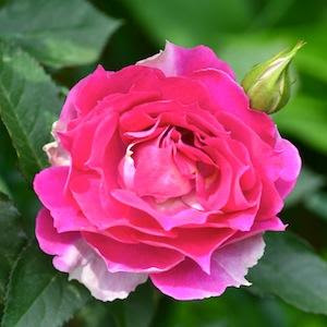 バラ シェエラザード Rose Sheherazad シュラブ 2500品種の薔薇を作出者 交配親などのデータと美しい写真で紹介する花の手帖のwebバラ 図鑑