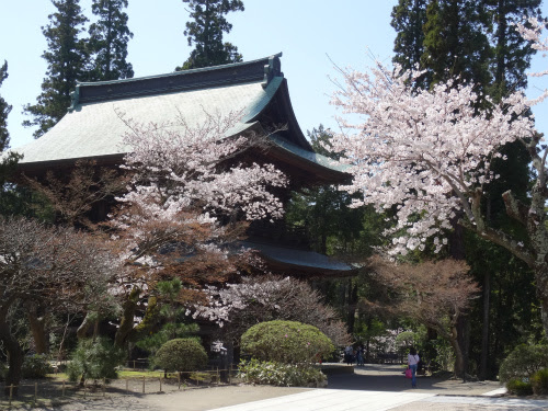 円覚寺 桜満開宣言 臨済宗大本山 円覚寺