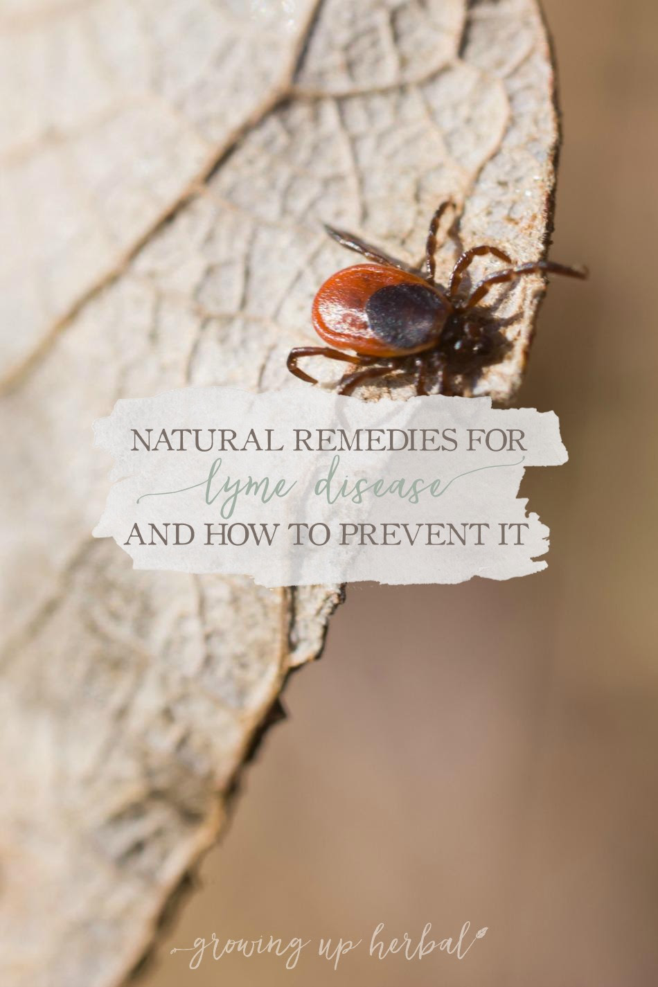Natural Remedies For Lyme Disease And How To Prevent It Growing Up Herbal