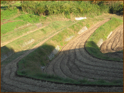fields shadow