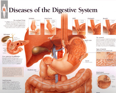 Free Human Body Organs, Download Free Human Body Organs png images ...