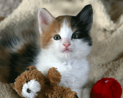 class we created animated GIFs. The above was made from a cute kitten ...