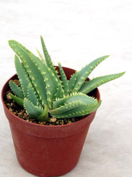 木立ちアロエ きだちあろえ