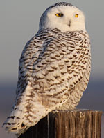 Snowy Owl