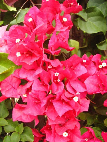 pictures flowering vines red photo Flickriver a   vine on Red flowers