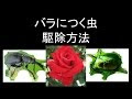 [10000ダウンロード済み√] 薔薇 害虫 対策 367663