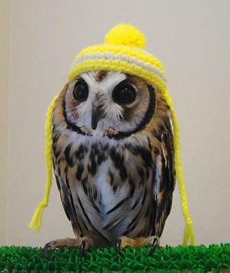 フクロウを飼ってみませんか しあわせをよぶふくろうの城 市原店ブログ