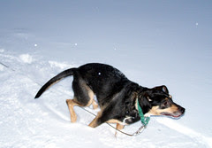 Teutul_11408snowRun