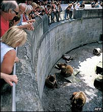 _40502791_bears_afp_203.jpg (203×220)