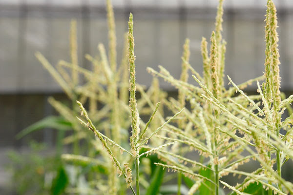 フラワーアレンジメント教室 花かご便り ジャイアントコーン