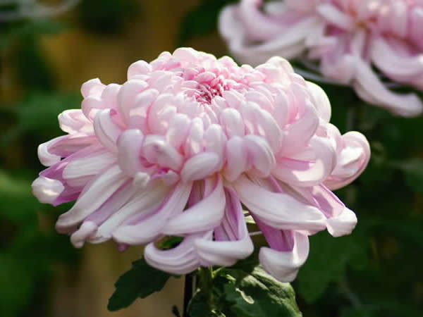 １１月３日 菊 きく ３６６日への旅 誕生花編 今日は誕生花