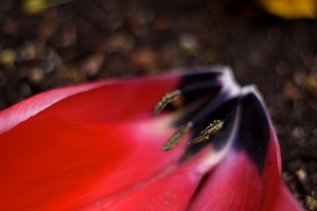 april tulip, riverplace