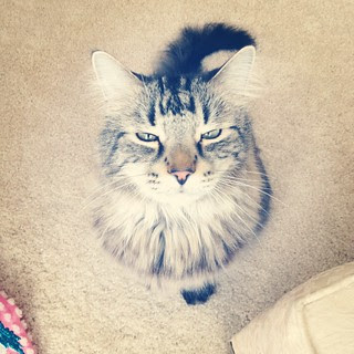 Simon