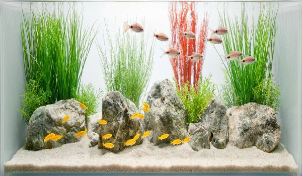 Fish Tank Interior Design Ideas - Dream Home DIY
