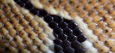Scales of Python regius, the Ball Python.