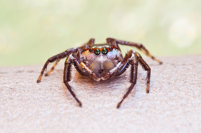 Ascyltyus pterygodes (L.Koch, 1865), an introduced jumping spider. It’s the largest salticid in Hawaii. Ascyltyus pterygodes (L.Koch, 1865), an introduced jumping spider. It’s the largest salticid in Hawaii.