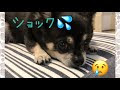 いろいろ 犬 背中 でき もの 104413-犬 背中 できもの