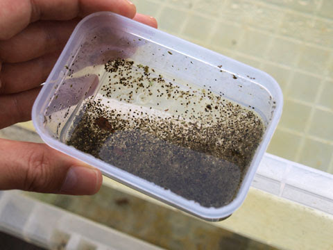 小さな庭と めだかのいる暮らし ちょっと感動 ミジンコ耐久卵の孵化
