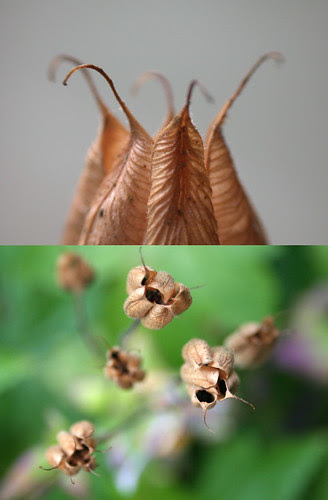 columbine seed