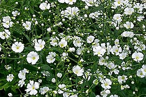 ４月１日の誕生花は カスミソウ 366日 誕生花の辞典 誕生日の花言葉の図鑑